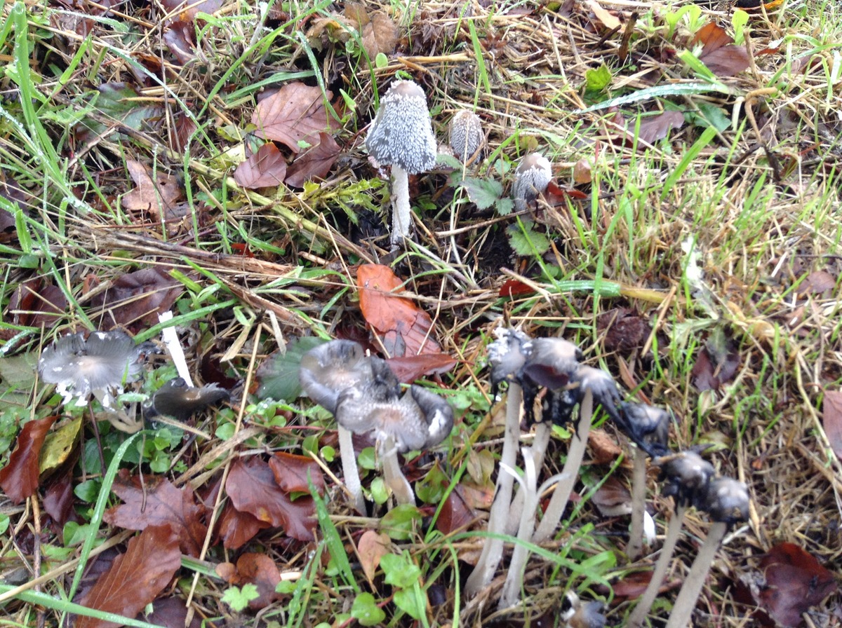 Coprinus lagopus or hare's foot ink cap (2)